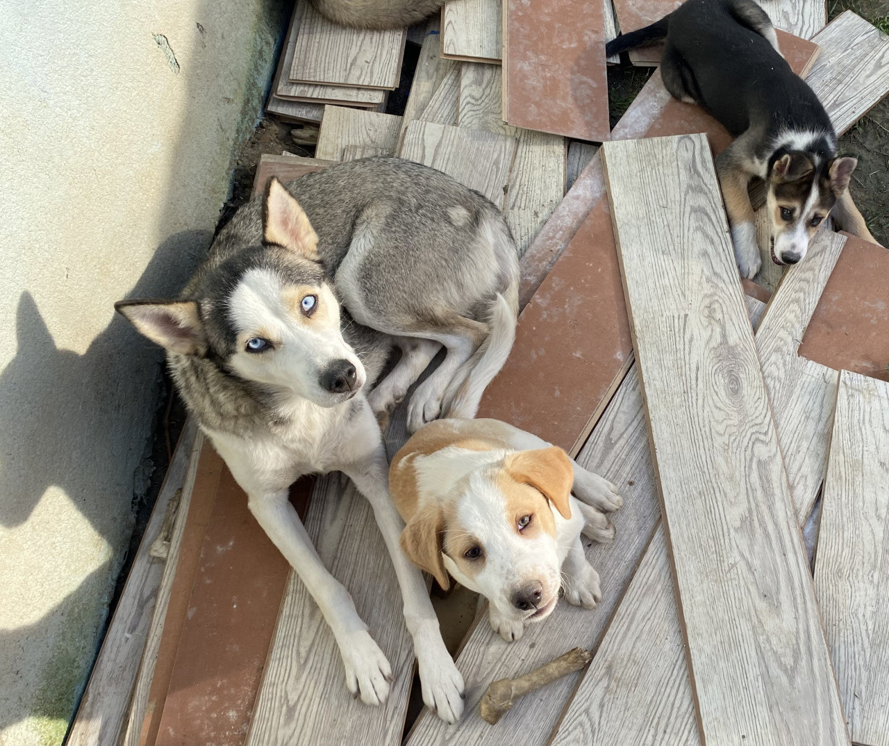 HUSKY KIRMASI BEBEKLER